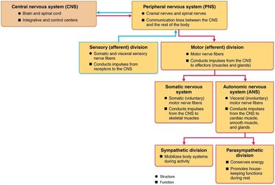 Flowchart of CNS and PNS divisions