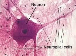 Microglial cell and neuron in CNS