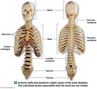 Anatomy & Physiology Study Guide: Axial Skeleton Bones | Notes