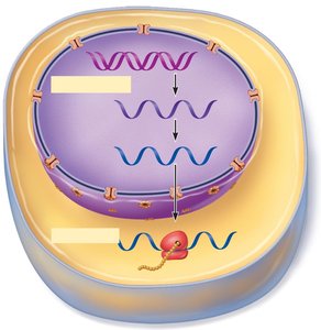 Information flow from DNA gene to mRNA to protein structure