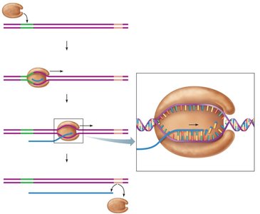 Transcription: termination phase