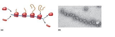 Polyribosome arrays showing multiple ribosomes on mRNA