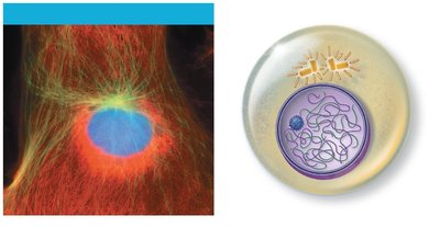 Cell in interphase showing chromatin and centrosomes