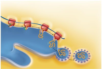 Protein enclosed in vesicle for transport to Golgi