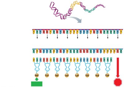 Information transfer from DNA to RNA to polypeptide