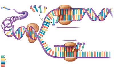 DNA replication showing leading and lagging strands