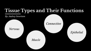 Tissue types and their functions diagram