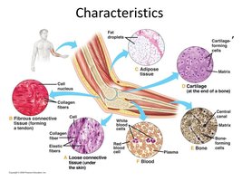 Characteristics of connective tissue types