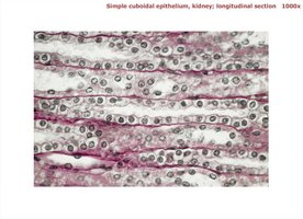 Simple cuboidal epithelium in kidney, longitudinal section