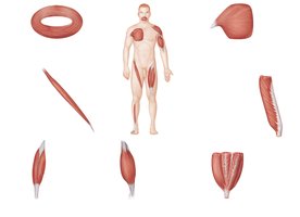 Patterns of fascicle arrangement in muscles