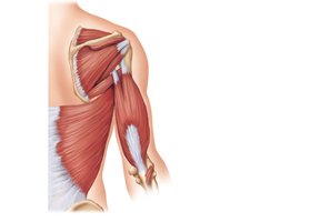 Muscles crossing the shoulder and elbow joint, causing movements of the arm and forearm, respectively (posterior view)