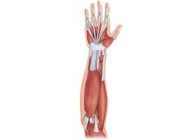 Muscles of the anterior fascial compartment of the forearm acting on the right wrist and fingers (tendons)