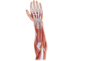 Muscles of the posterior fascial compartment of the right forearm acting on the wrist and fingers