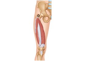 Anterior and medial muscles promoting movements of the thigh and leg (quadriceps)