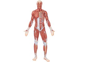 Anterior view of superficial muscles of the body