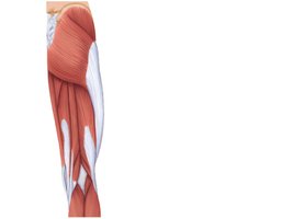 Posterior muscles of the right hip and thigh