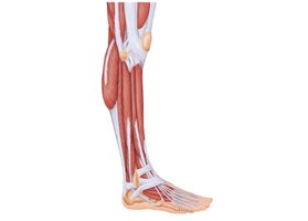 Muscles of the lateral compartment of the right leg