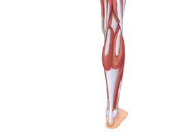 Muscles of the posterior compartment of the right leg