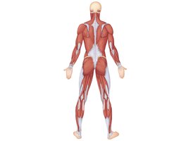 Posterior view of superficial muscles of the body