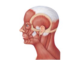 Lateral view of muscles of the scalp, face, and neck