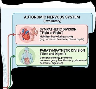 Autonomic nervous system divisions