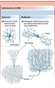 Interneurons of CNS: anaxonic and multipolar