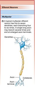 Multipolar efferent neuron