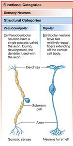 Pseudounipolar and bipolar sensory neurons