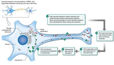 Axonal transport mechanisms