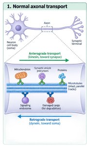 Normal axonal transport