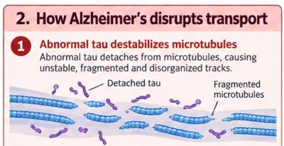 Abnormal tau destabilizes microtubules