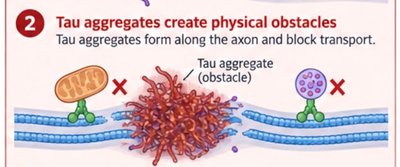 Tau aggregates create obstacles