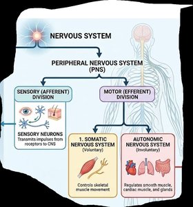 Diagram of the nervous system organization