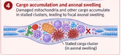 Cargo accumulation and axonal swelling