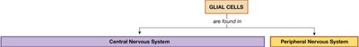Astrocyte functions