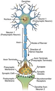 Labeled neuron structure