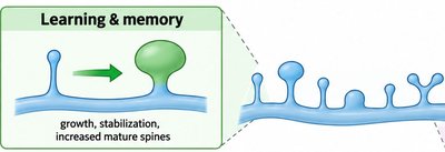 Learning and memory: dendritic spine growth