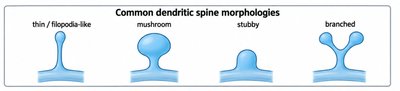 Common dendritic spine morphologies