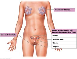 Major structures of the female reproductive tract