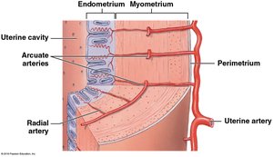 Uterine vasculature and arterial supply