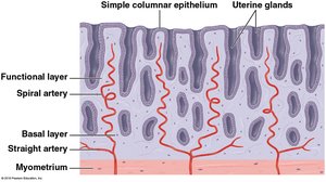 Spiral and straight arteries in the endometrium