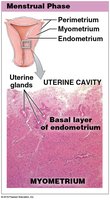 Histology of the menstrual phase