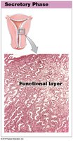 Histology of the secretory phase
