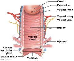 Hymen and vestibule anatomy