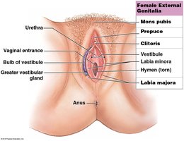 Female external genitalia
