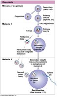 Oogenesis and meiotic divisions