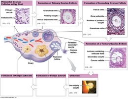 Stages of the ovarian cycle and follicular development