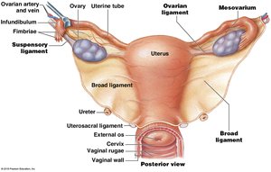 Structure of the uterine tubes and uterus