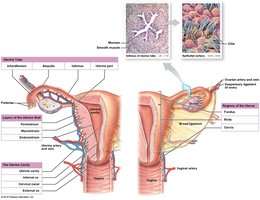 Anatomy of the uterus and supporting ligaments