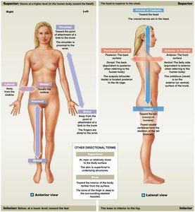 Directional references, anterior and lateral views